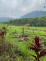 Indonéská příroda (při cestě na vodopády)